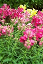 5000 Seeds - Snapdragon - Northern Lights Mix - * - Buy Any 15 -  - £1.24 GBP