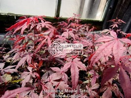 VP 5 Japanese Maple Tree Seedlings - Acer Palmatum &#39;Bloodgood&#39; - 4 To 6 Inches - £34.75 GBP