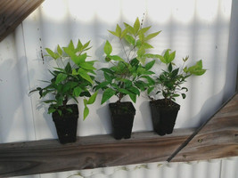 Dwarf Nandina Firepower (ornamental shrub) image 3