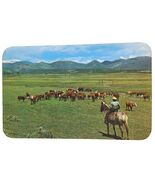 Postcard Cowboy Watching Herd Of Cattle On A Mountain Meadow Chrome Unpo... - $6.87 CAD