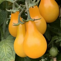 Yellow Pear Tomato Seeds Organic Fresh Garden - £4.67 GBP