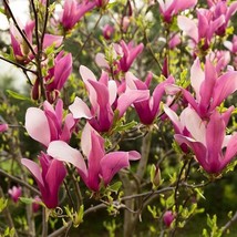 New Fresh Lily Magnolia Tree (Magnolia Liliifloria) Seeds - NEW FOR 2024 - £16.17 GBP