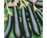 100 Long Purple Eggplant Seeds  Non Gmo Free Fast Shipping Fast Shipping - $8.99