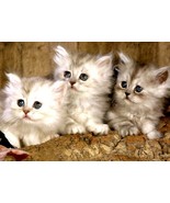 Blank Inside - Furry Friends Greeting Card - 01978 - $51.41 MXN