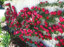 Climbing fuchsia roses - Choose the color- 20 seeds -code381 - $5.99