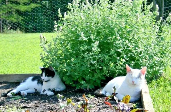 500+Catnip Seeds Cat Sedative Herbal Fly/Mosquito Repellent Containers/ ... - $7.50