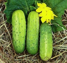 Wisconsin Smr58 Pickling Cucumber Virus Resistant Top Producer Fresh Gardening U - $9.90