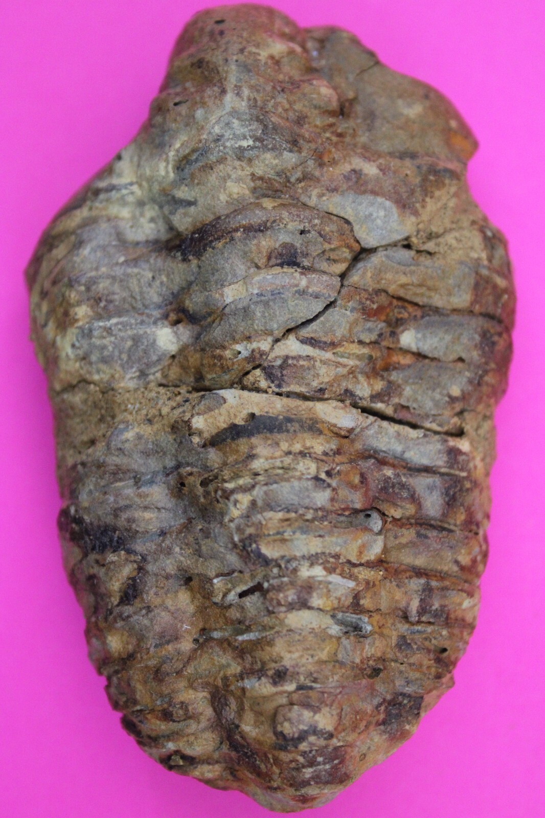 Trilobite Fossil 450 Million Years Old Morroco Guaranteed Real Dino Girl... - $29.99