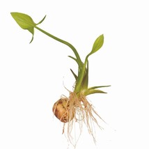 1000 Broadleaf Arrowhead Flower Seeds (Sagittaria Latifolia) Edible Wate... - $8.99