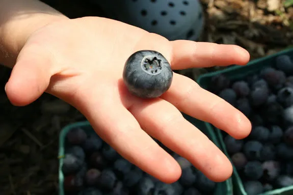 Blueberry Seeds Dryland Variety Rocky Soil Ornamental Waxy Blue Berries - $7.72