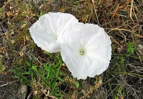 US Seller Ipomoea Cairica Alba Mile A Minute Vine Cairo Or Coast Morning Glory 5 - £20.15 GBP