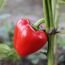 SHIP FROM US PIMENTO L -SWEET PEPPER -500 g PACK~60 SEEDS -RED BELL PEPP... - $15.96