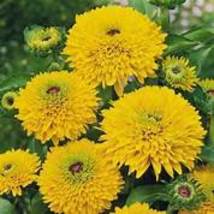 Giant Sunflower Teddy Bear 40 pcs Seeds Item NO. DL271C - £8.77 GBP
