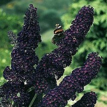 ¡Nuevo! 25 + Buddelia Blackknight Mariposa Bush Semillas De Flor/Aromático - £11.32 GBP