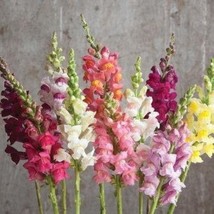 USA Seller Johnny S Potomac Custom Mix Snapdragon Seeds Antirrhinum Majus Packet - £14.64 GBP