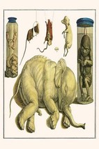 Asiatic Elephant, Human fetus, Sheep Embryo, Pig Embryo, Mice by Albertus Seba - - £17.57 GBP+
