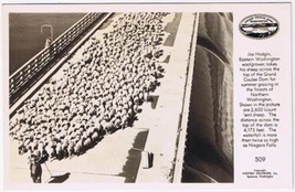 Postcard RPPC Woolgrower Takes Sheep Across Grand Coulee Dam - $3.45