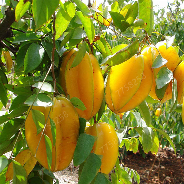 100 SEEDS Imported Carambola Seed Star Fruit Tree Shrub Organic