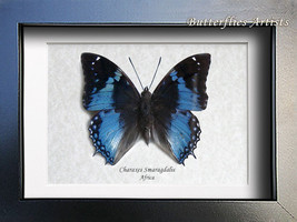 Western Blue Charaxes Smaragdalis Real Butterfly Entomology Collectible Display  - $54.99