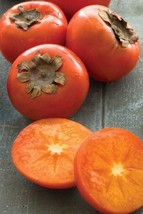 American Persimmon fruit tree seedling Unique Hardy fruit LIVE PLANT - £29.49 GBP