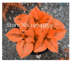 SEEDS 100 Pcs/Bag Beautiful Hosta Bonsai Plants Orange - £6.26 GBP
