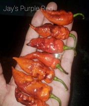 USA SELLER 10 Jays Purple Red Pepper Seeds Spicy Atomic Fast Shipping - $18.25