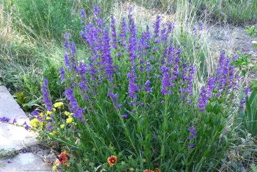 Penstemon Perennial Blue Flower Rocky Mountain 275 Seeds Garden - $1.98