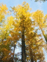 Dawn Redwood  (Metasequoia glyptostroboides)  30 Seeds per pacquet - $4.95