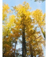 Dawn Redwood  (Metasequoia glyptostroboides)  30 Seeds per pacquet - $6.72 CAD