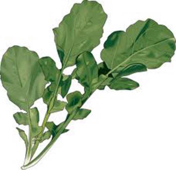 LETTUCE SEED, ARUGULA ROQUETTE GREENS, HEIRLOOM, ORGANIC, NON GMO, 500+ SEEDS