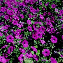 200 Purple Laura Bush Petunia Violacea Violet Perennial Trumpet Flower Seeds New - $14.90