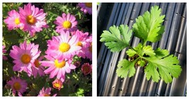 Chrysanthemum Cleos Pink starter plant Garden - £21.38 GBP