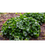 10 Wild Ginger Seeds (Asarum canadense) | Use: Ground Cover &amp; Spice - $9.55 CAD