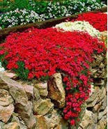 Dark Red Creeping Thyme Flower 200 PCS Seeds - $10.91