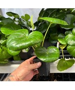 Giant Leopard Plant - Farfugium Japonicum Giganteum - Tractor Seat Plant - $18.78