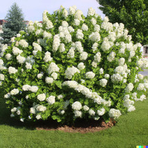50 Hydrangea Seeds White Flower Bush Hedge Shrub Hydrangea Quercifolia U... - $3.50