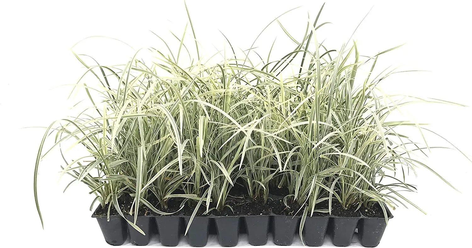 Aztec Grass 15 Live Plants Variegated Liriope Ophiopogonntermedius - £69.20 GBP