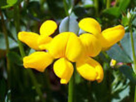 2500 seeds bird&#39;s foot trefoil PERENNIAL yellow flower  - $10.50