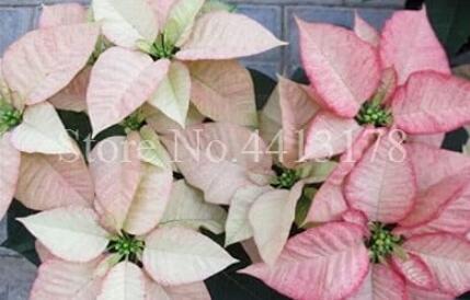 100Pcs Poinsettia Seeds Pinkish White And Light Pink Color Fresh Seeds - $5.19