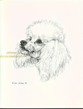 #40 WHITE POODLE  portrait *  dog art print * Pen and ink drawing * Jan ... - $12.50
