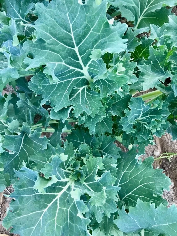 500 Dwarf Siberian Kale Seeds Non-Gmo - $2.49