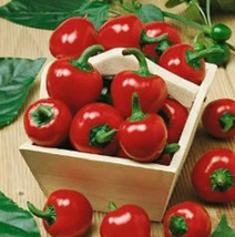 50 Large Red Cherry Hot Pepper Seeds 3000-5000 On The Scoville Scale USA Seller  - £3.70 GBP