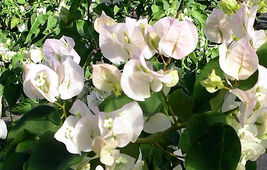 starter/plug plant Well Rooted VERA WHITE Bougainvillea - £30.32 GBP
