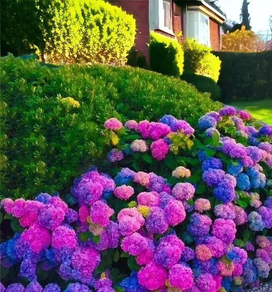 PSStore 25 Blue Pink Purple Hydrangea Beautiful And Hardy Vegetable Seeds - $181.02 MXN