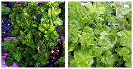 USA Seller - Curly Mint - Mint Sauces, Fruit Salads Live Plant - 3&quot; Pot - £32.71 GBP