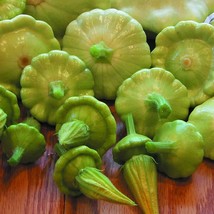 30 Bennings Green Tint Squash Seeds Non Gmo, Heirloom Fresh Garden - $12.98