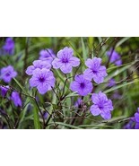 Purple Mexican Petunia 10 Rooted Plants - $25.00