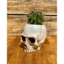 Skull Planter Medium Size with Devil&#39;s Tongue Cactus Ferocactus latispinus Live - £17.40 GBP