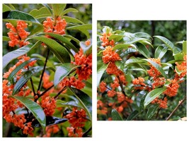 Tea Olive Red Flowering Fragrant Starter Plant ( ME ) - £31.46 GBP