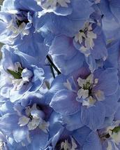 25 Seeds Sky Blue with White Bee Delphinium Flower Perennial - £13.13 GBP